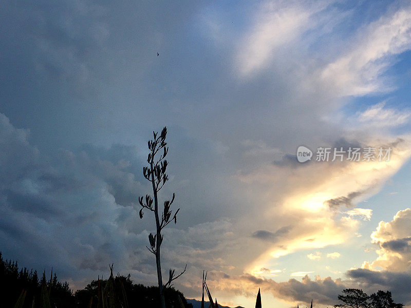 New Zealand / Aotearoa by Sunset;黄昏的Harakeke (Phormium)